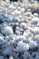 Frozen flowers, very beautiful nature