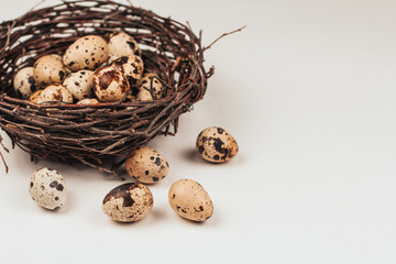 Obraz premium quail eggs in a nest made of branches.