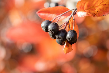 Branches with black berries and red leaves of chokeberry in autumn.