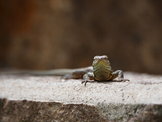 Lizard in the sun