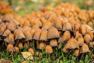 Coprinus micaceus mushroom in the autumn park