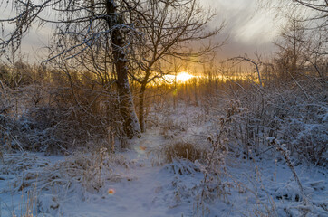 Frosty morning, sunrise. Tsarskoye Selo, Babolovsky Park, Pushkin, St. Petersburg, Russia