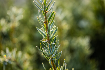 Coniferous tree needles with hoarfrost at autumn. Bokeh effect.