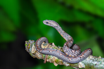 Common Mock Viper or Psammodynastes pulverulentus (Boie, 1827), beautiful gray snake stripes coiling resting wrap on tree branch at Thung salaeng luang National park, Thailand.