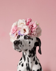 Adorable dalmatian dog with wreath on pink background. Dog portrait with floral crown. I love you. Happy Valentines Day concept - 307201230