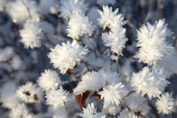 Frozen flowers, very beautiful nature
