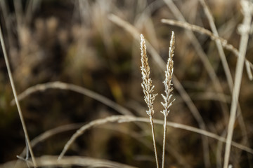 Fototapeta premium Frozen dry grass at sunny autumn morning. Bokeh effect.