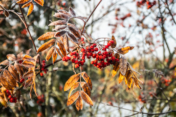 The frozen berries and leaves of rowan at sunny autumn morning
