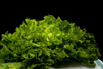 fresh green escarole on black background