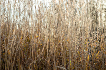 Fototapeta premium Frozen dry grass at sunny autumn morning. Bokeh effect.