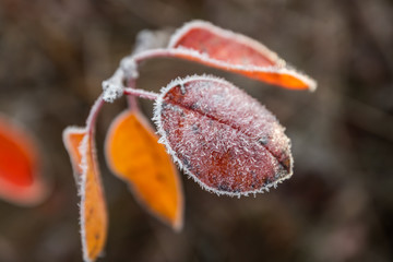 Autumn red beautiful leaves with frost at autumn morning.