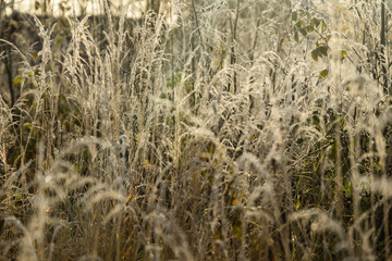 Fototapeta premium Frozen dry grass at sunny autumn morning. Bokeh effect.
