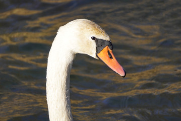 Swan head close-up on a Sunny day against the background of light waves of water.