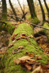 Tree laying on the ground 