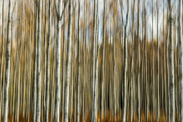 Abstract blurred photo of birch grove in autumn. Motion blur.