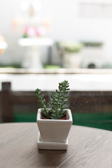 Small Succulent on Cafe Table