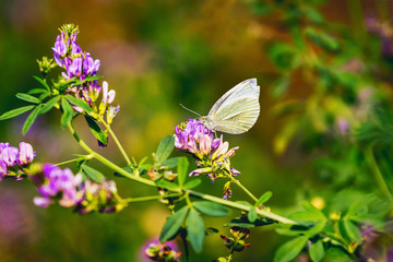 White butterfly sits on flower in meadow in sunny weather_