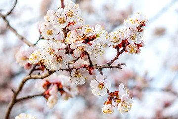 Apricot branch with flowers on light blue sky background_