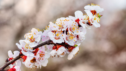 Apricot branch with delicate pink flowers on blurred background_