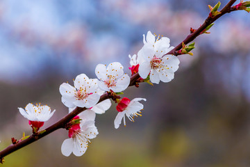 Apricot branch with delicate pink flowers on colorful blurred background_