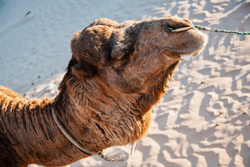 Cabeza de dromedario, camello atado en el desierto, sacando espuma. Sahara, douz, Tunez