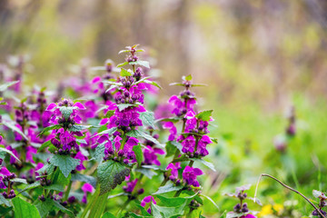Nettle bush with pink flowers on a blurred background_