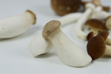 Exotic mushrooms of small size of different species