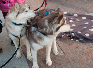 Dog breed Siberian Husky cute siberian husky in the outdoor