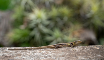 Lizard in the sun