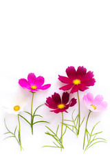 Fototapeta premium Flowers of cosmos on white background