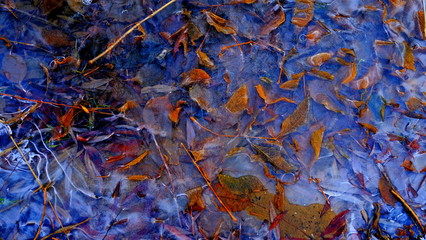 The first thin ice on a forest lake. Fallen leaves of trees under the ice.