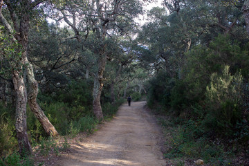 Fototapeta na wymiar hiker in the middle of a forest of cork oaks