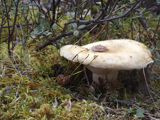 mushroom in the forest