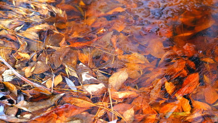 The first thin ice on a forest lake. Fallen leaves of trees under the ice.