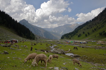 Fototapeta premium India 