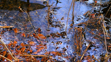 The first thin ice on a forest lake. Fallen leaves of trees under the ice.