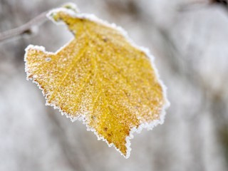 leaf in snow