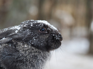 Rabbit in the snow. The animal is freezing