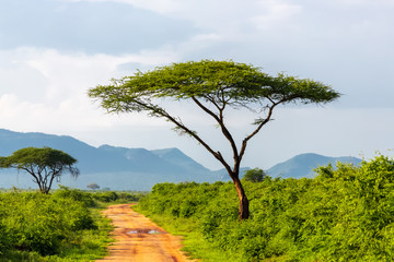 tree and road in national park, kenya - obrazy, fototapety, plakaty