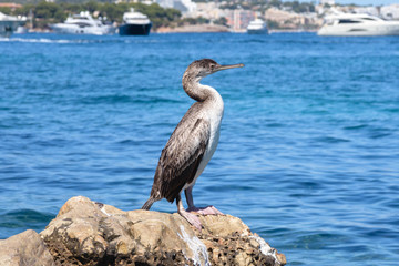 Gray waterfowl Cormorant Phalacrocorax aristotelis on the stone of the beach of Palma Nova. Sea, yachts and bird. Mallorca Island, Spain, Balearic Islands. An amusing trip.
