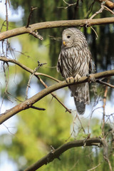 Ural owl