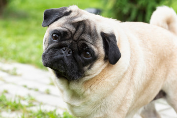 close-up portrait of a pug pet