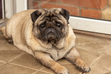 portrait of a pug pet lying on the porch