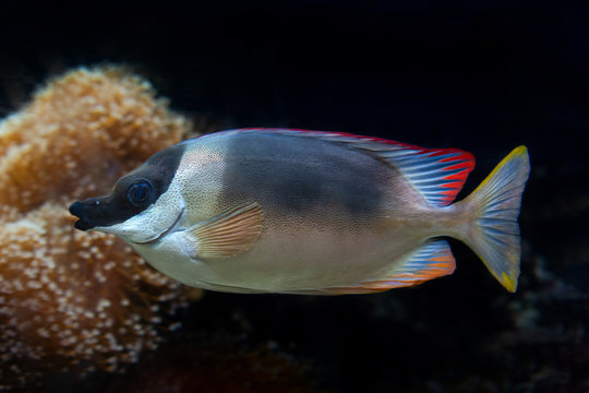 Siganus magnificus is a tropical fish closeup in the aquarium