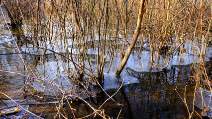 The first thin ice on a forest lake. Fallen leaves of trees under the ice.