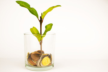 green plant grows from a pot of coins. Growing business investment.