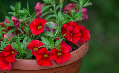 Beautiful red flowers celebrarei in pot in summer garden