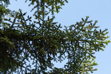 Beautiful branches of Numidian fir (Abies numidica) or Algerian fir on blue sky background  in Pertenit in Crimea. Selective focus