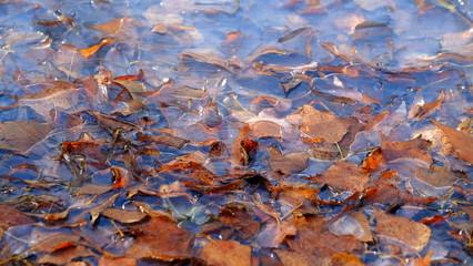 The first thin ice on a forest lake. Fallen leaves of trees under the ice.