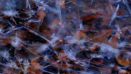 The first thin ice on a forest lake. Fallen leaves of trees under the ice.